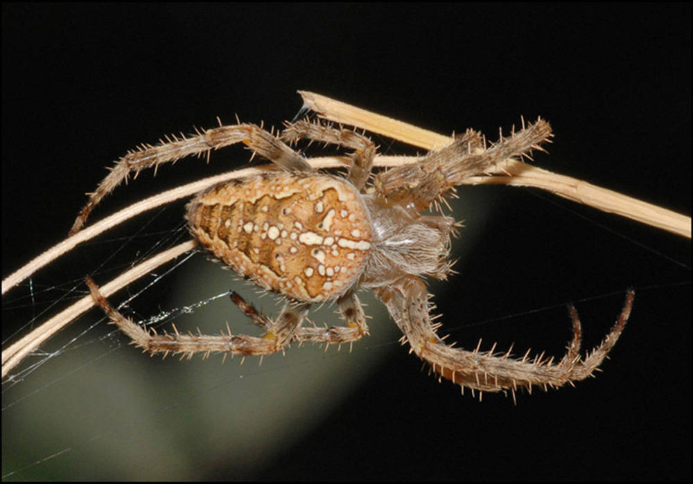 Araneus diadematus